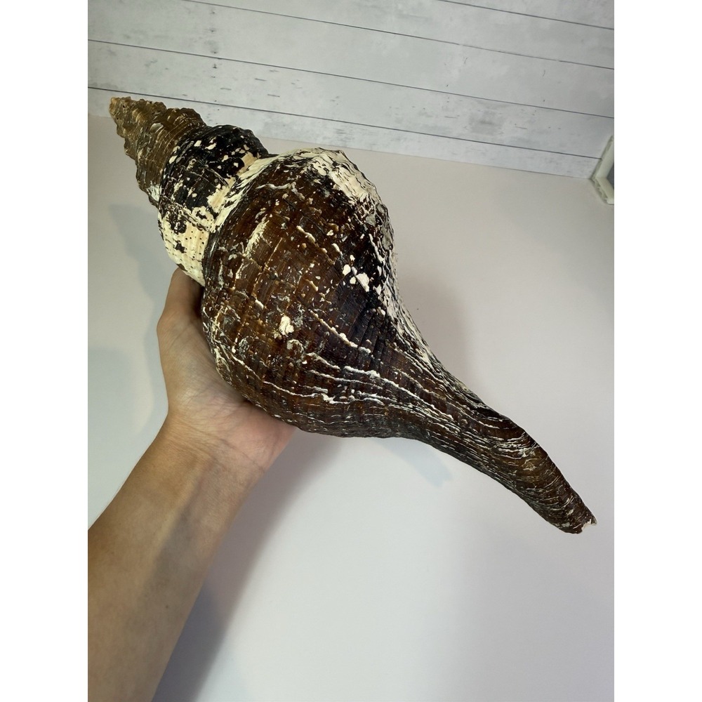 Large Horse Conch Shell 13" Natural Seashell Coastal Nautical Beach Decor